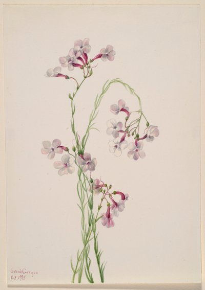 Pentstemon ambiguus by Mary Vaux Walcott