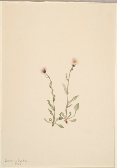 Pink Fleabane by Mary Vaux Walcott