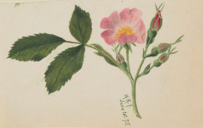 Pink Rose by Mary Vaux Walcott
