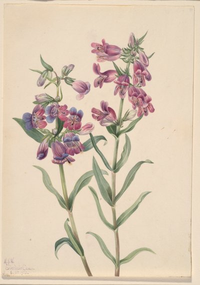Prairie Pentstemon by Mary Vaux Walcott