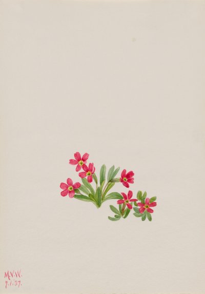 Primrose by Mary Vaux Walcott