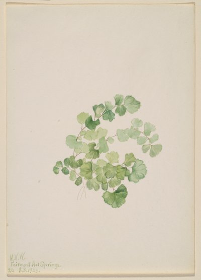 Puccoon by Mary Vaux Walcott