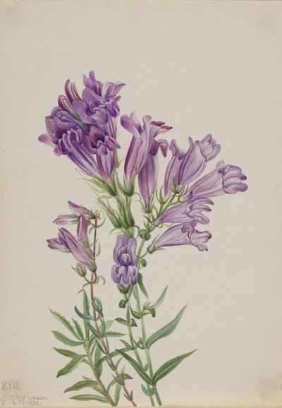 Purple Pentstemon by Mary Vaux Walcott