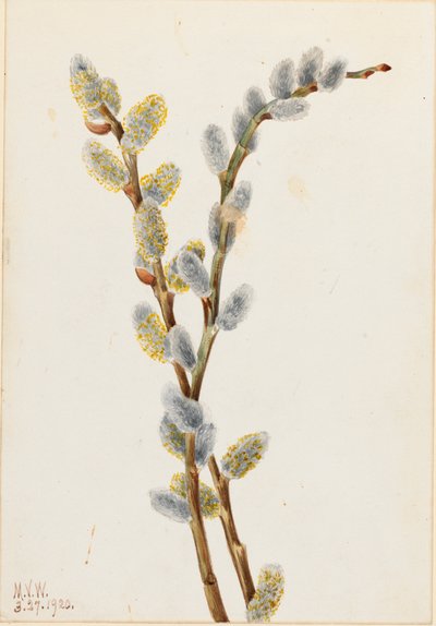 Pussy Willow by Mary Vaux Walcott