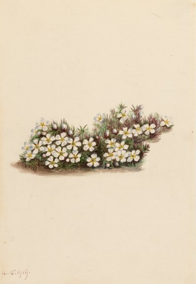 Pyxie Pyxidanthera Barbulata, 1919 by Mary Vaux Walcott