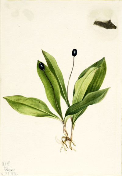 Queencup by Mary Vaux Walcott