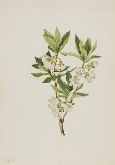 Rocky Mountain Rhododendron by Mary Vaux Walcott