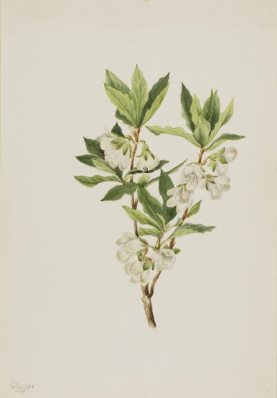 Rocky Mountain Rhododendron Rhododendron Albiflorum by Mary Vaux Walcott