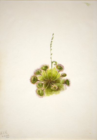 Roundleaf Sundew by Mary Vaux Walcott