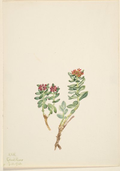 Sanifoiga adscendeus by Mary Vaux Walcott