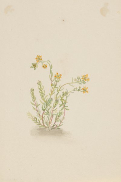 Sedum stenopetalum by Mary Vaux Walcott