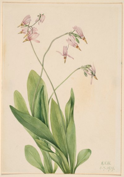 Shooting Star by Mary Vaux Walcott