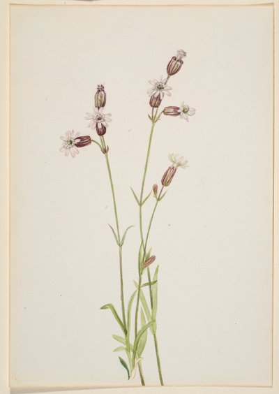 Silene multicaulis by Mary Vaux Walcott