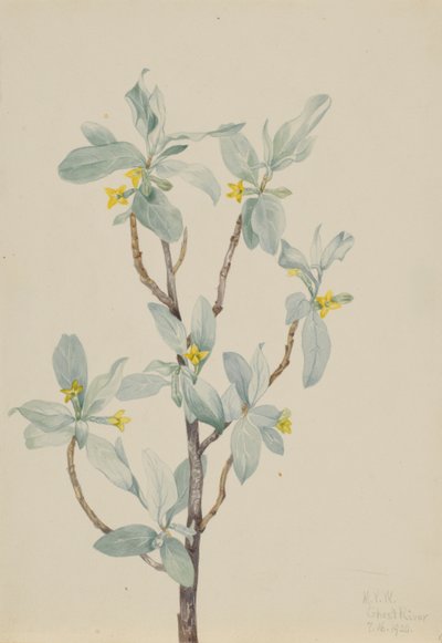 Silverberry by Mary Vaux Walcott