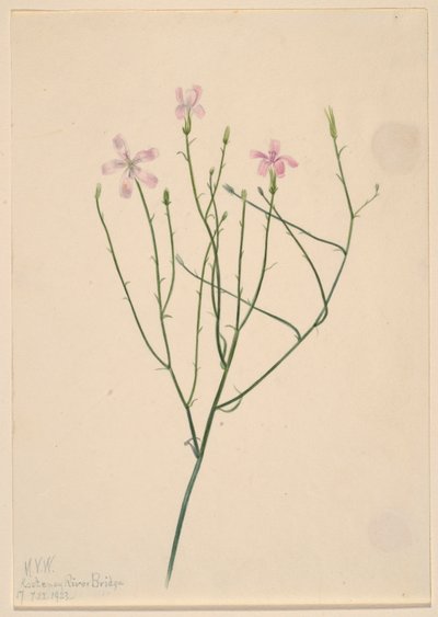 Skeleton Flower by Mary Vaux Walcott