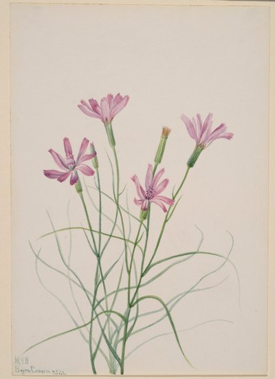 Skeleton Weed by Mary Vaux Walcott