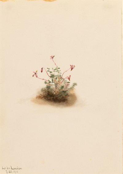 Small Cranberry by Mary Vaux Walcott