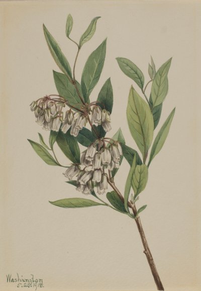 Stagger-Bush by Mary Vaux Walcott