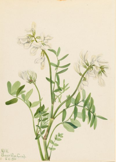 Sweetvetch by Mary Vaux Walcott