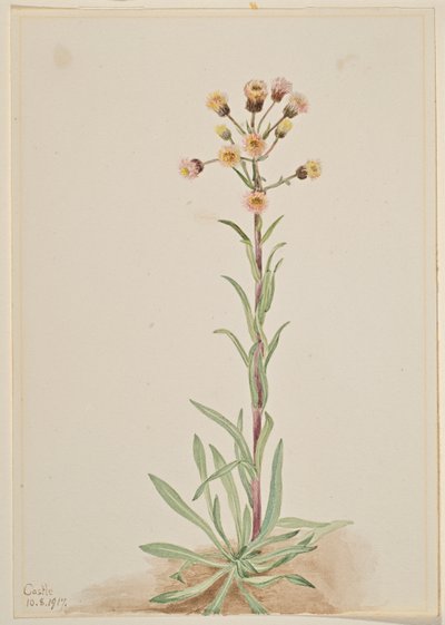 Tall Fleabane by Mary Vaux Walcott