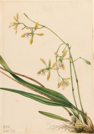 Tampa Epidendrum by Mary Vaux Walcott