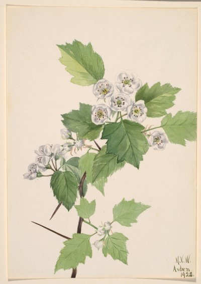 Thicket Hawthorn by Mary Vaux Walcott