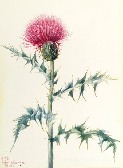 Thistle by Mary Vaux Walcott