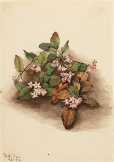 Trailing Arbutus by Mary Vaux Walcott