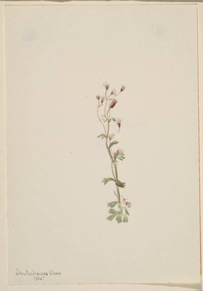 Untitled (Plant Study) by Mary Vaux Walcott