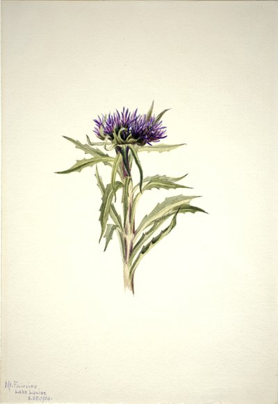 Untitled (Plant Study) by Mary Vaux Walcott