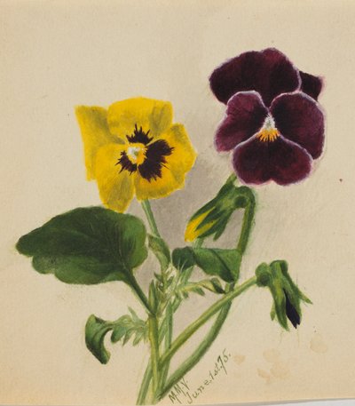 Untitled (Pansies) by Mary Vaux Walcott