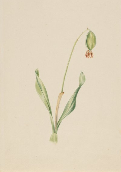 Untitled Plant Study by Mary Vaux Walcott