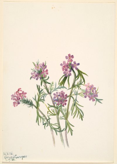 Vervain by Mary Vaux Walcott