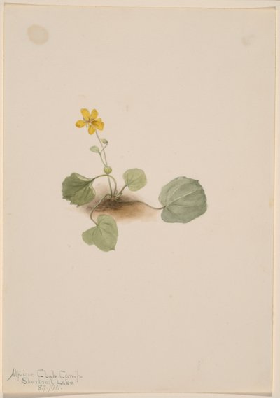 Viola orbiculata by Mary Vaux Walcott