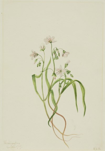Virginia Springbeauty by Mary Vaux Walcott