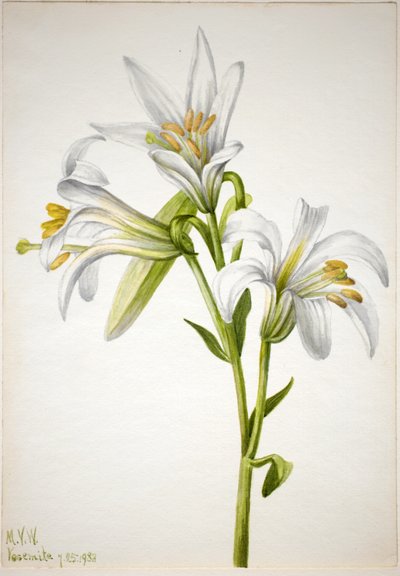 Washington Lily by Mary Vaux Walcott