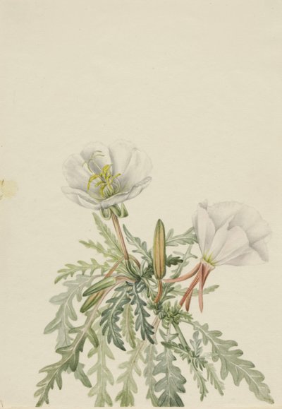 White Dawnrose by Mary Vaux Walcott