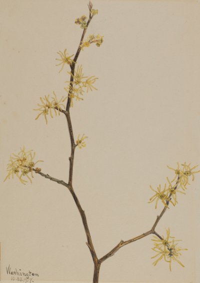 Witch-Hazel by Mary Vaux Walcott