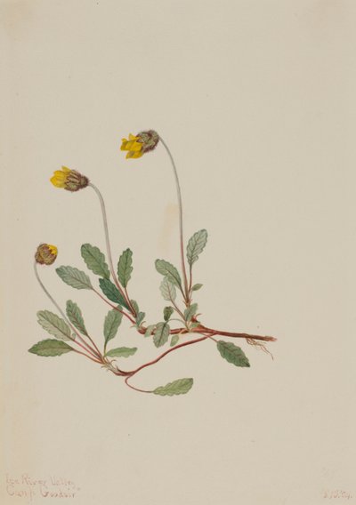Yellow Dryad by Mary Vaux Walcott