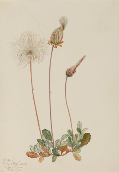 Yellow Dryad (fruit) by Mary Vaux Walcott