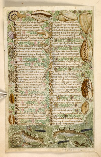 Sea-horses, snails, and shells, from a Treatise on the Virtues and Vices, and an anonymous prose history of Sicily (fragment) by Master of the Cocharelli Codex