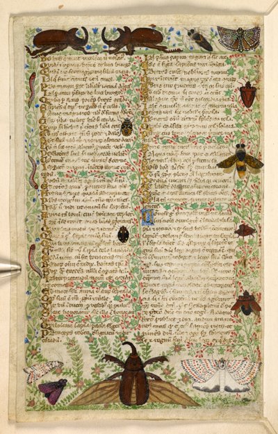 Moths and horned beetles, from a Treatise on the Virtues and Vices, and an anonymous prose history of Sicily (fragment), c.1330-40 by Master of the Cocharelli Codex