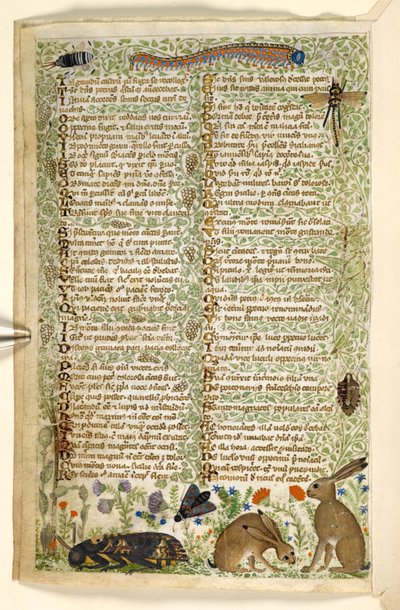 Rabbits and insects, including a caterpillar, dragonfly, and a moth, from a Treatise on the Virtues and Vices, and an anonymous prose history of Sicily (fragment) by Master of the Cocharelli Codex