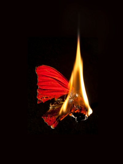 Burning Butterfly 18, 2013 by Mat Collishaw