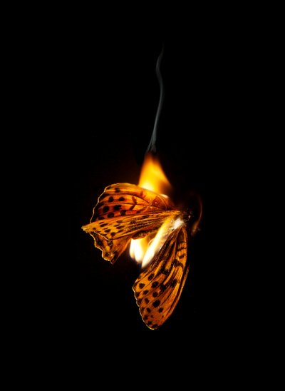 Burning Butterfly 25, 2013 by Mat Collishaw