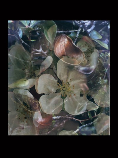 Flesheaters 5 by Mat Collishaw