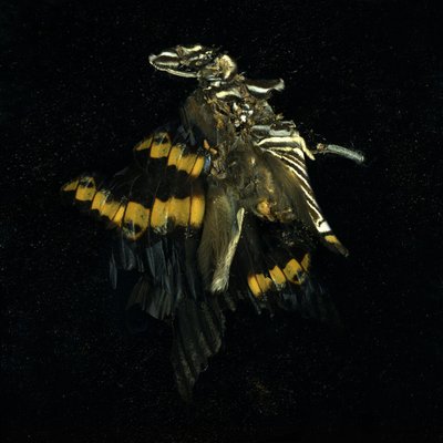 Insecticide 17 by Mat Collishaw