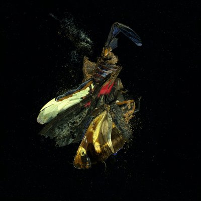 Insecticide 18 by Mat Collishaw