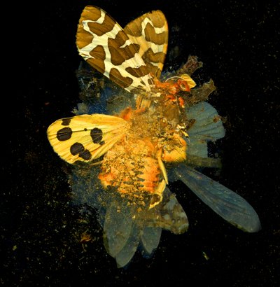 Insecticide 24 by Mat Collishaw
