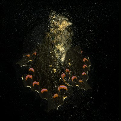 Insecticide 28, 2011 by Mat Collishaw